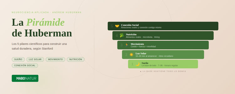 La Pirámide de Huberman: los 5 pilares de la salud según la neurociencia